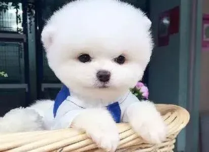 博美犬|博美犬会以怎样的方法来表达自己的情绪