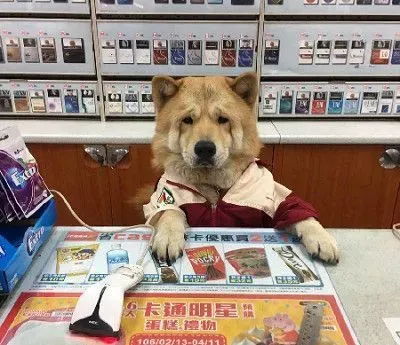 米克斯电梯耍赖不回家 一脸委屈模样让爸爸超崩溃 | 狗