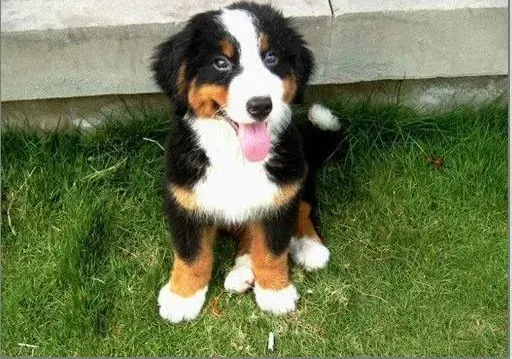 伯恩山犬|如何让伯恩山犬的毛发长的快