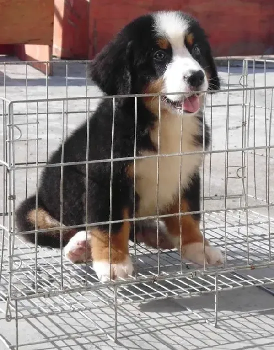 伯恩山犬|你知道伯恩山犬吃什么最好吗