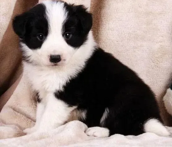 边境牧羊犬|边境牧羊犬睁不开眼睛是怎么回事
