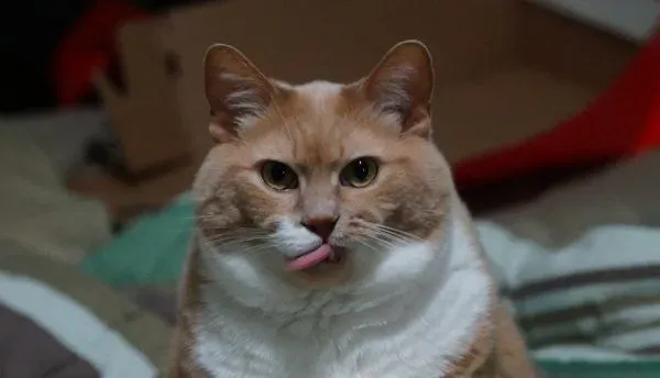 超励志！慵懒胖猫咪减肥三年 成功变身结实瘦猫 | 猫