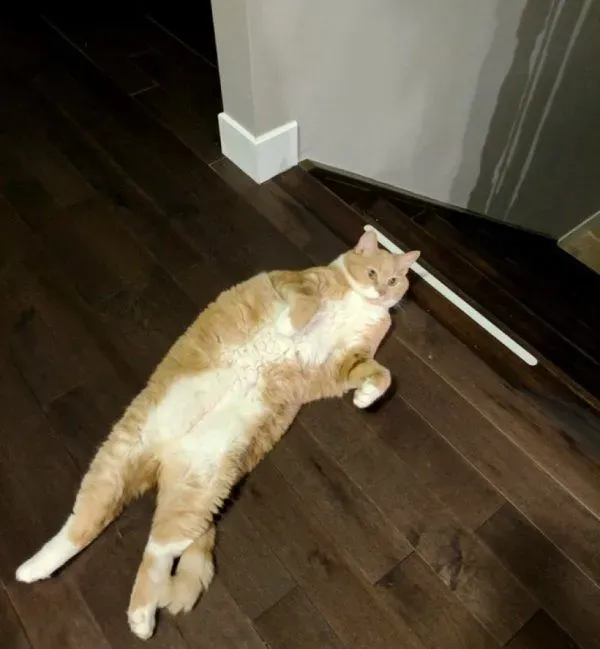 超励志！慵懒胖猫咪减肥三年 成功变身结实瘦猫 | 猫