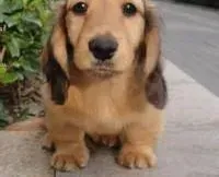 腊肠犬|腊肠犬一星期没有进食 如何是好