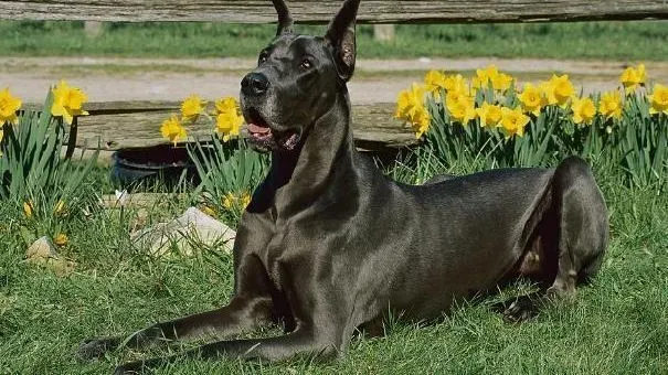 大丹犬|大丹犬也会缺钙你知道吗 大丹犬缺钙吃什么好