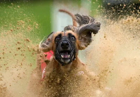 阿富汗猎犬训练方法 训练时间不要超过十五分钟 | 阿富汗猎犬