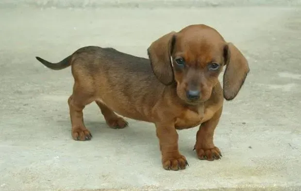 腊肠犬|腊肠犬身上长很多癣应如何治疗它