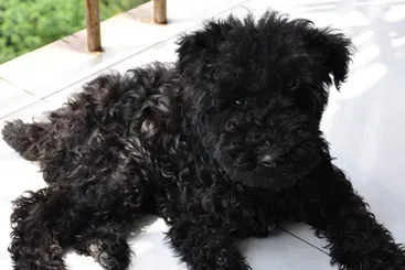 凯利蓝梗的日常护理 定期给该犬修理毛发 | 凯利蓝梗