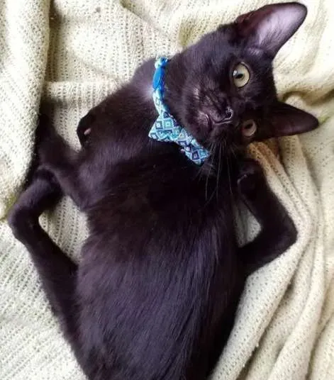 小猫咪先天性畸形像小黑蜘蛛 却依然勇敢探索世界 | 猫