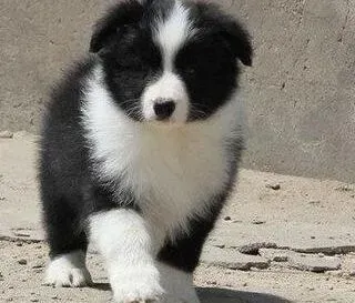 边境牧羊犬|边境牧羊犬初到新家拉稀呕吐如何是好