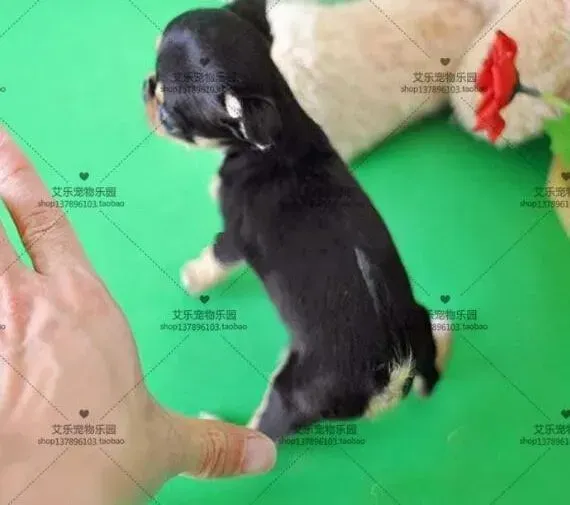 吉娃娃|吉娃娃咳嗽流清鼻水是不是感冒了