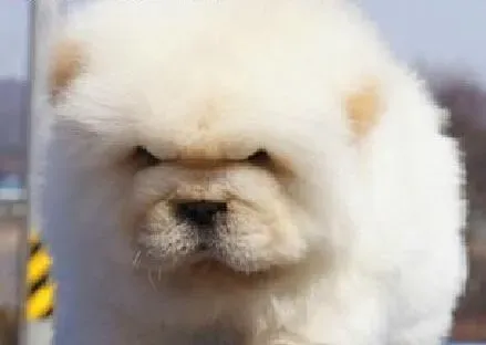 松狮犬|亲手为松狮犬制作狗粮有哪些注意