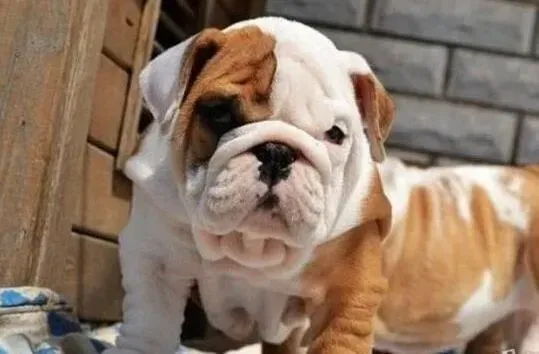 英国斗牛犬|斗牛犬最近有点挑食，不吃狗粮应如何纠正