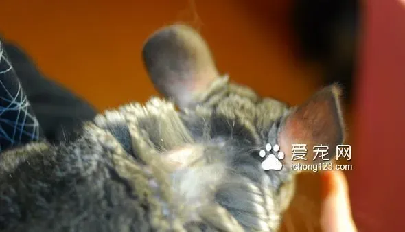 龙猫螨虫感染怎么办 生螨虫的症状以及治疗方法 | 龙猫