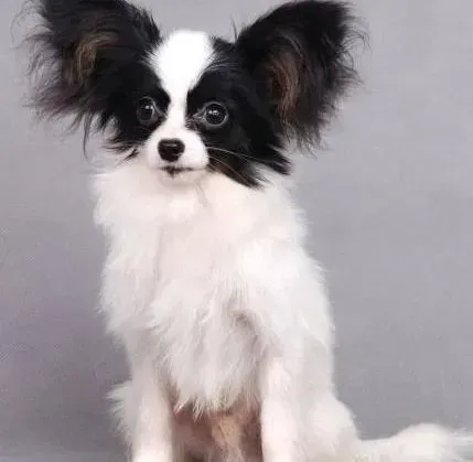 蝴蝶犬|蝴蝶犬食量很大对它的健康有好处吗