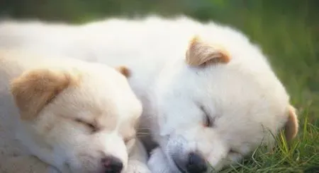 狗毛对人体有害吗 养狗是有一定风险 | 狗