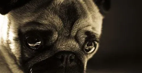 如何挑选一只健康的狗狗 健康狗狗的特征 | 