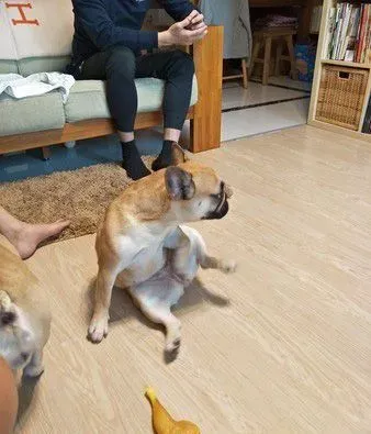 超逗趣法斗犬 爱模仿阿吉仔唱歌的动作 | 狗