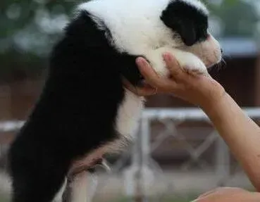 边境牧羊犬|边境牧羊犬最近总拉稀带水如何是好