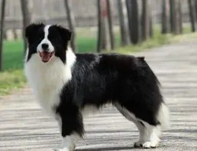 边境牧羊犬|我家边境牧羊犬吃多了有点消化不良怎么办