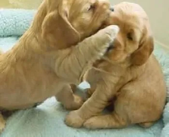 可卡犬|告诉你可卡犬不可以吃的食物有哪些