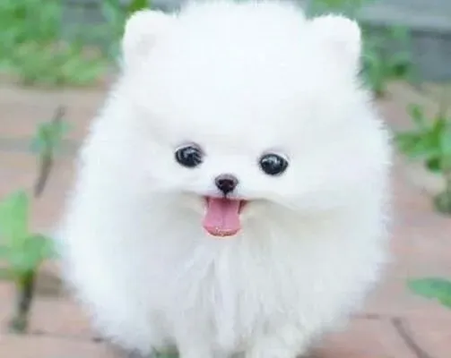 博美犬|如何通过“闻”来判断博美犬的食品是真是假