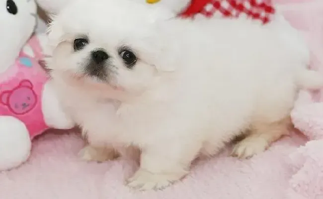 京巴狗|如何更好的纠正京巴狗自身的恶习