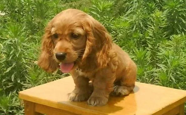 可卡犬|可卡犬狗屋的选择要考虑哪些问题