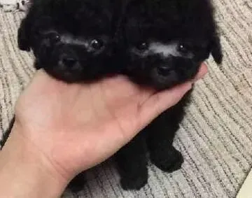 贵宾犬|日常生活中贵宾犬会出现的两种坏习惯