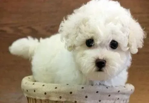 比熊犬|比熊犬脸上开始掉毛是怎么回事