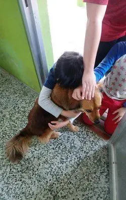 男孩每节下课都会去找校犬 上演偶像剧画面 | 狗
