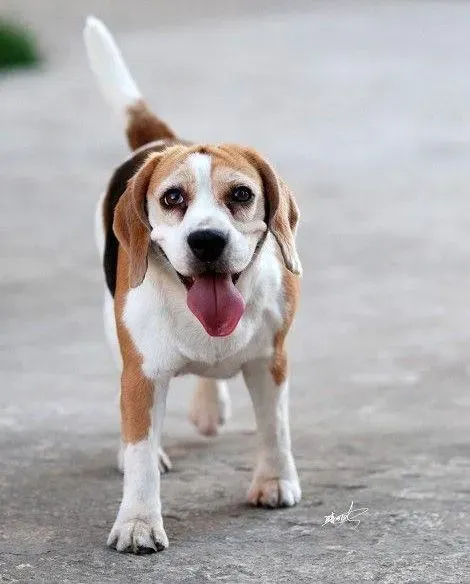 比格犬|比格犬口吐白沫，四肢僵硬是什么问题