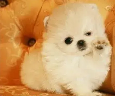 博美犬|生物学认知 正确认识博美犬身体器官