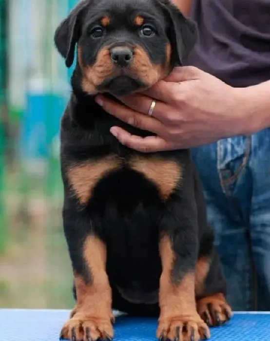 罗威纳犬|怎样解决罗威纳犬发脾气时咬人的恶习