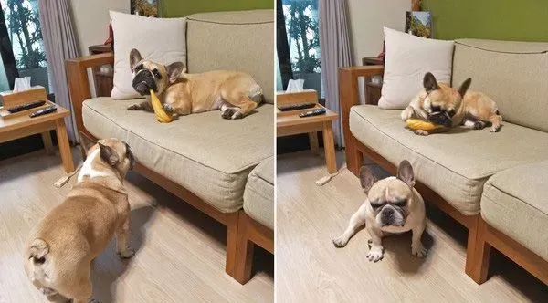 超逗趣法斗犬 爱模仿阿吉仔唱歌的动作