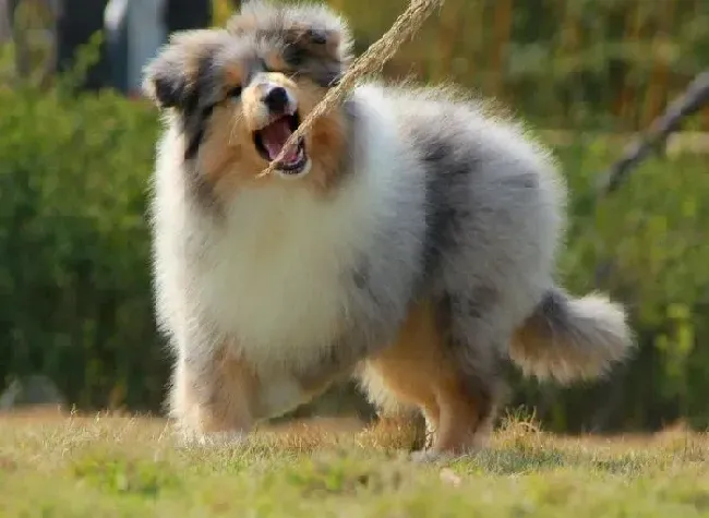 苏格兰牧羊犬|苏格兰牧羊犬旧牙还没掉新牙就长出来了怎么办