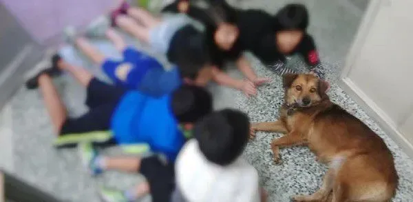 男孩每节下课都会去找校犬 上演偶像剧画面 | 狗