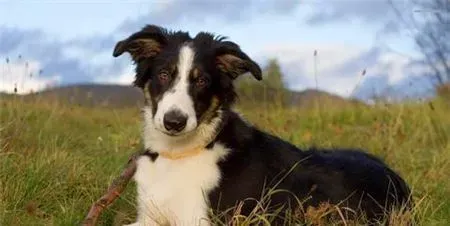 两个月大的边境牧羊犬怎么养 以少吃多餐为宜 | 边境牧羊犬