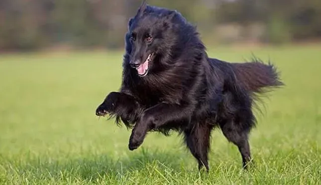 比利时牧羊犬|造成比利时牧羊犬咳嗽常见的原因