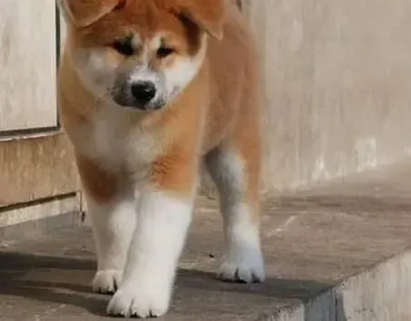 秋田犬|饲养秋田犬有哪些科学的方法值得你借鉴