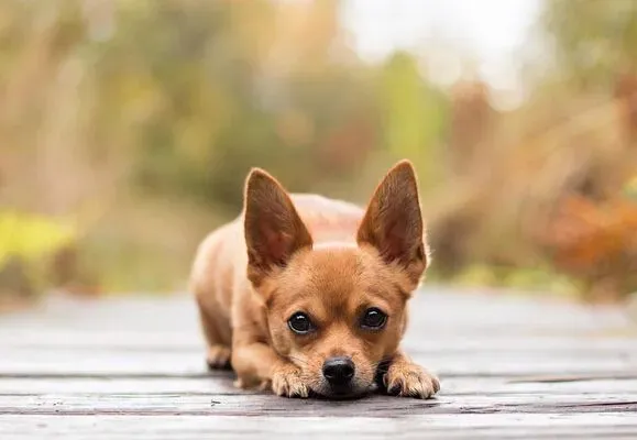 狗会得什么病 狗狗的几种常见病介绍 | 狗