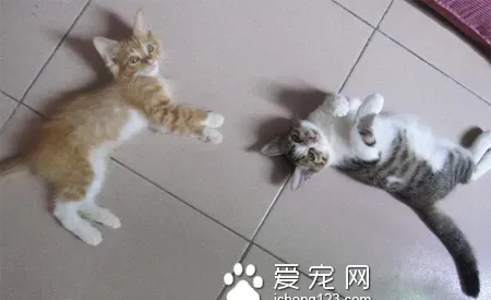 猫猫绝育多少钱 地方不同收费不一样 | 绝育