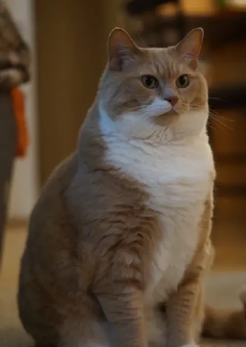 超励志！慵懒胖猫咪减肥三年 成功变身结实瘦猫 | 猫