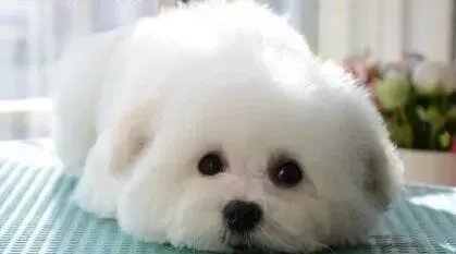 比熊犬|比熊犬适合穿衣服么？穿衣服对比熊犬好不好
