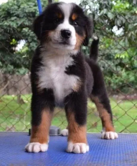 伯恩山犬|饮食常识  如何让伯恩山犬吃的健康