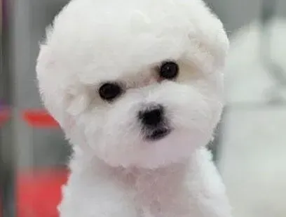 比熊犬|比熊犬不爱吃饭呕吐是肠胃不好怎么调理