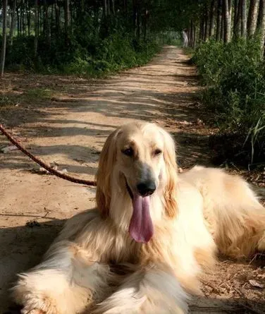 阿富汗猎犬的习性 服从主人性格开朗 | 阿富汗猎犬