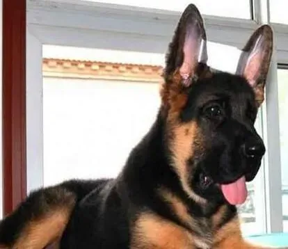 德国牧羊犬|为什么德国牧羊犬喜欢吃野草和泥沙