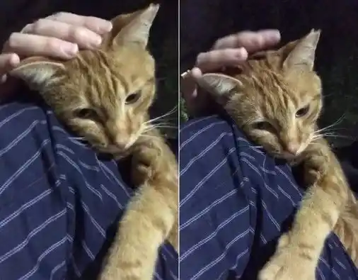 每天跑来约会 小橘猫卸下新防变撒娇鬼 | 猫