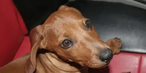 腊肠犬掉毛吗 考虑掉毛的原因有哪些 | 腊肠犬